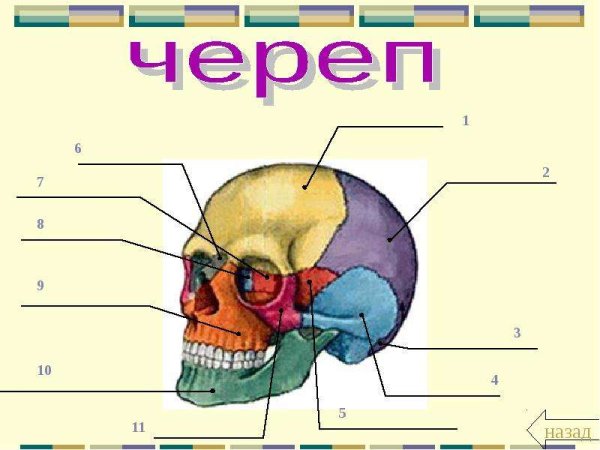 Биология 8 класс скелет человека череп человека