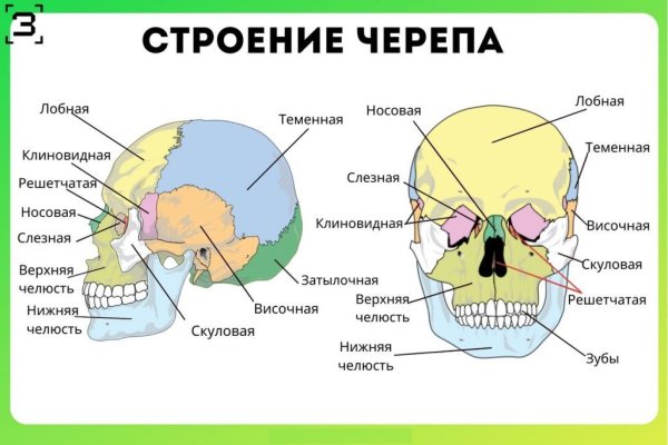 Внутреннее строение черепа сбоку