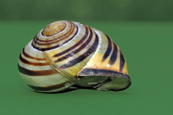 Мидия брюхоногий моллюск
