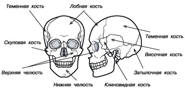 Строение скелета головы