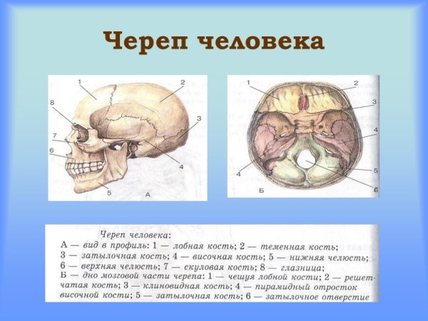 Кости черепа человека 8 класс биология