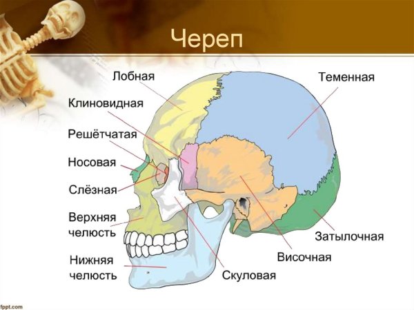 Строение черепа человека вид сбоку