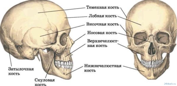 Скелет черепа человека биология 8 класс
