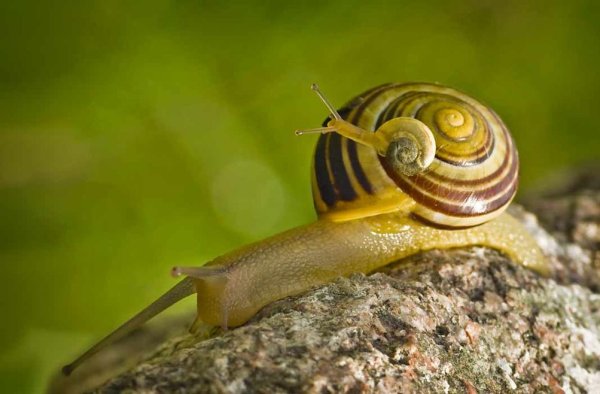 Улитка Priotrohatella stellata