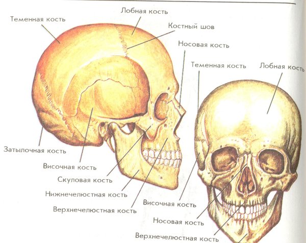 Картинки череп биология (44 фото)