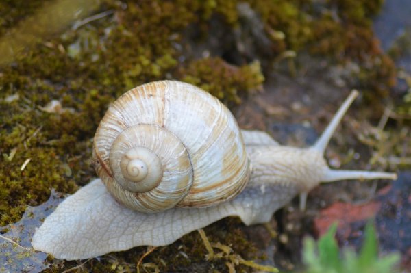 Морские брюхоногие моллюски