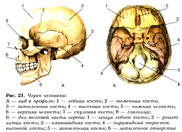 Кости скелета головы человека анатомия