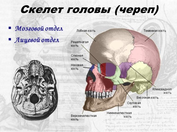 Скелет головы с названием костей