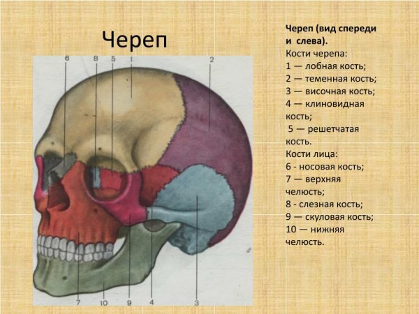 Височная клиновидная решетчатая кость