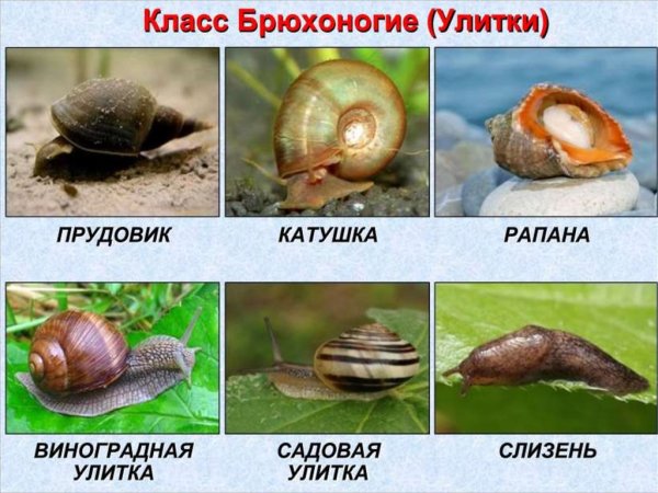 Наземные брюхоногие моллюски представители