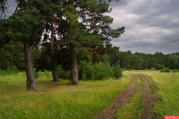 Сосновые леса Муромский район