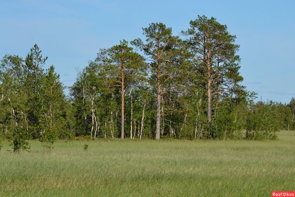 Муромская дорога три сосны