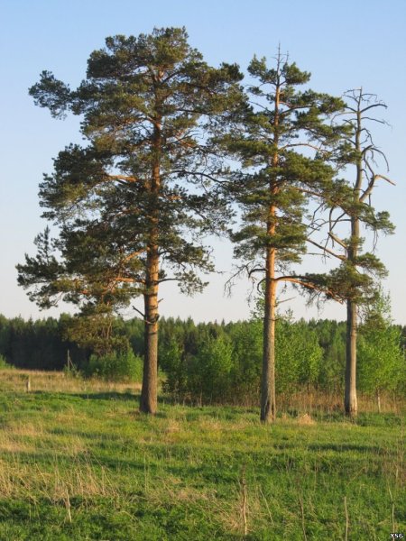 Сосна зимой