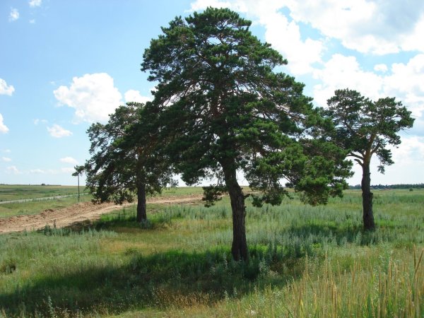Кафе 3 сосны Краснознаменск