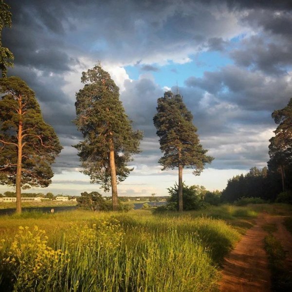 Три сосны на бугорочке