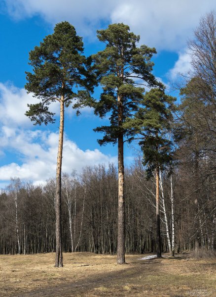 Финская сосна дерево