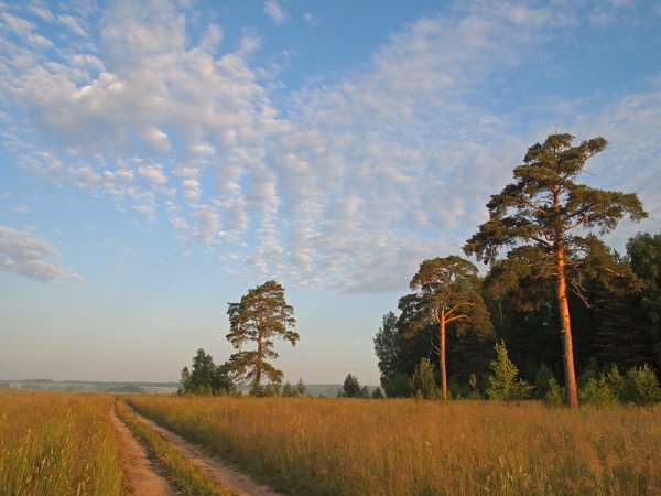 Сосновый лес и поле