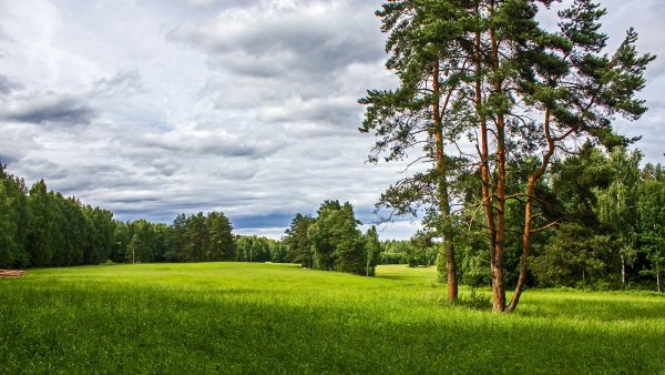 Сосновый Бор Костромская область лес