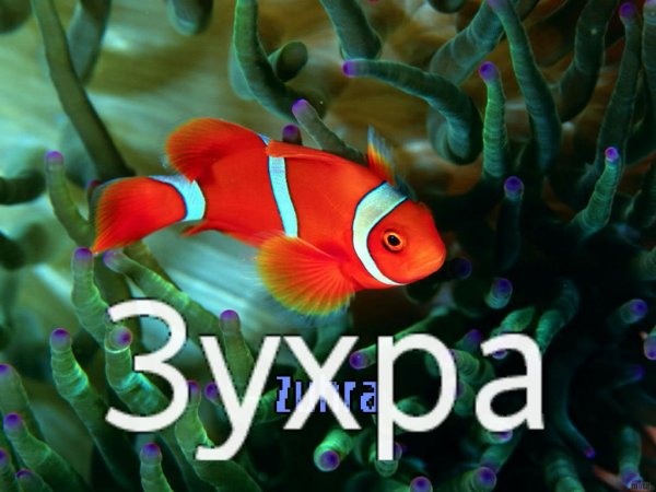 Обои с именем Зухра
