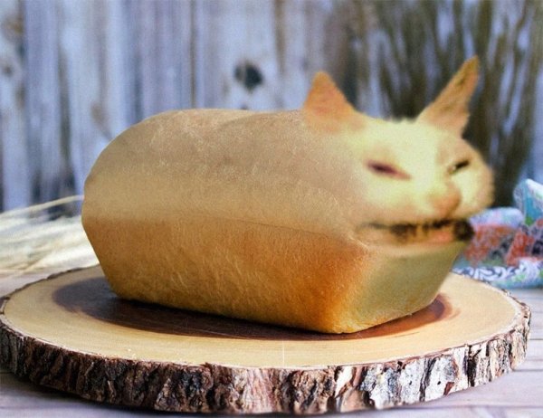 Котик в хлебе
