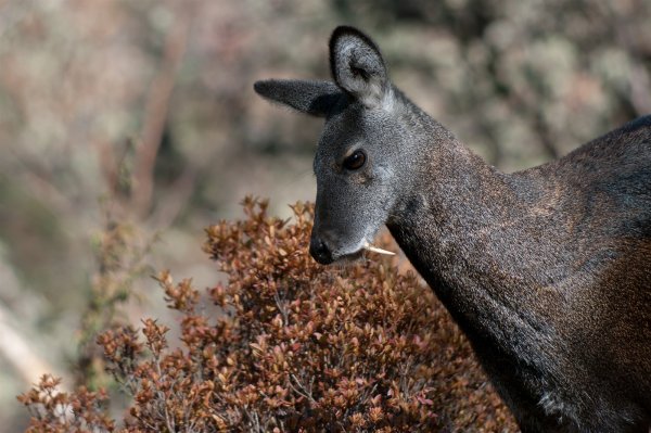 Сахалинская кабарга Moschus moschiferus sachalinensis