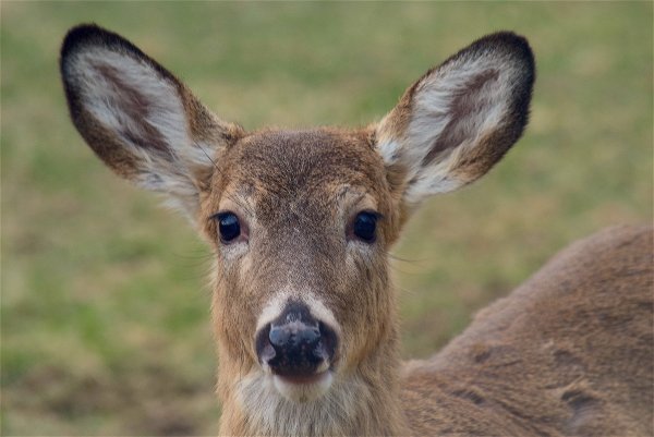 Сахалинская кабарга Moschus moschiferus sachalinensis