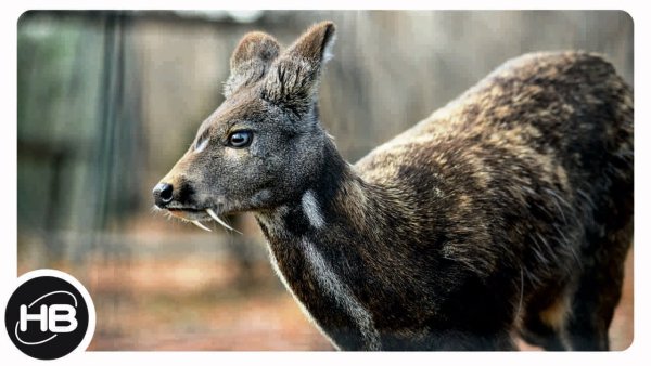 Сахалинская кабарга Moschus moschiferus sachalinensis