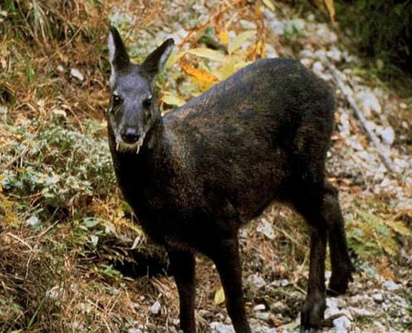 Кабарга (Moschus moschiferus)