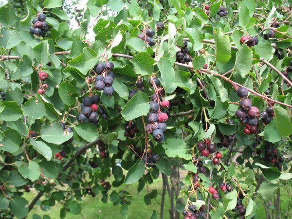 Ирга «Saskatoon Berry»
