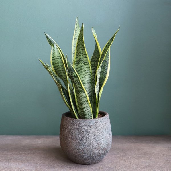 Сансевьера трехполосая