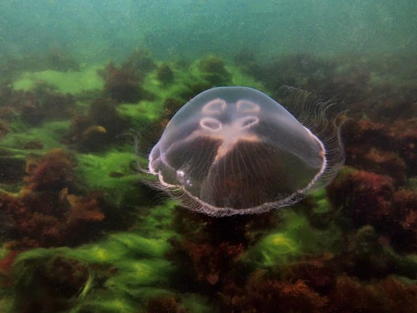 Ушастая медуза Aurelia Aurita