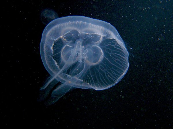 Корнерот Аурелия