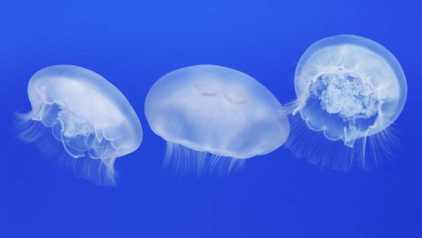 Медуза аурелия картинки (49 фото)