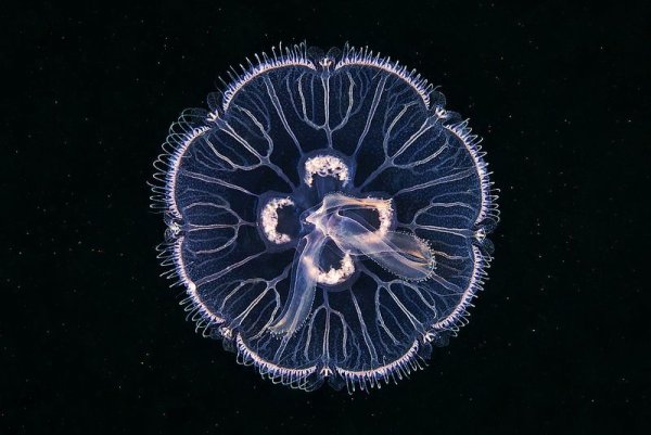 Корнерот Аурелия