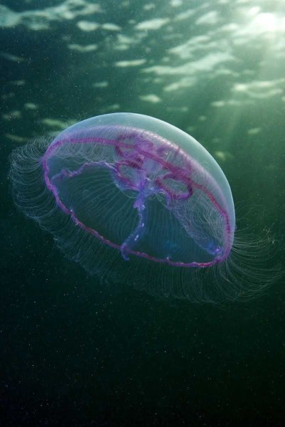 Медуза Аурелия в черном море