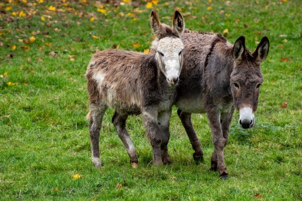 Осёл ослиха ослик