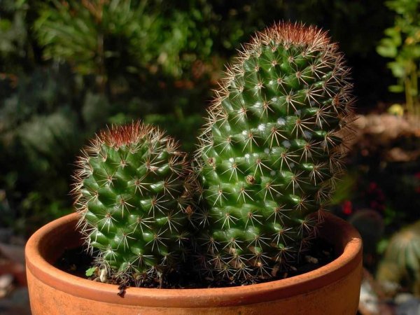 Кактусовые Cactaceae