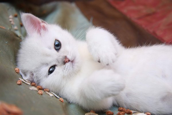 Белый котик