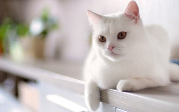 Белые коты