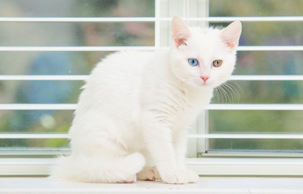 Белый котенок