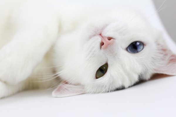 Красивая белая кошечка