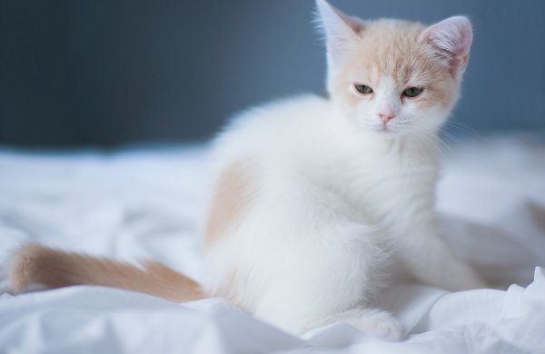 Белый котенок