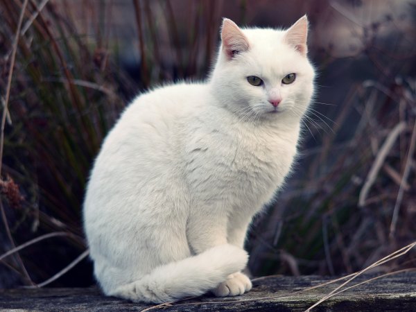 Белый котик