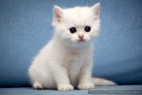 Маленький Беленький котенок