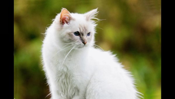 Колор-Пойнт кошка