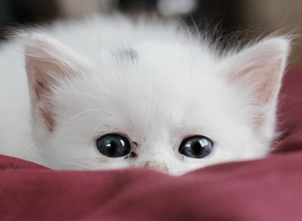 Милый белый котик
