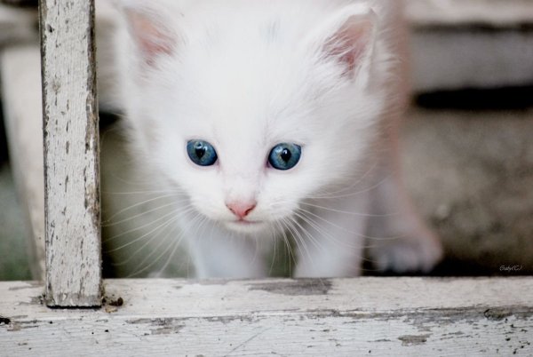 Маленький Беленький котенок
