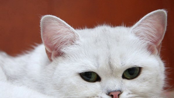 Красивая белая кошечка
