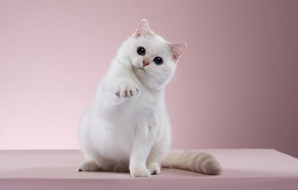 Красивый кот на Светлом фоне