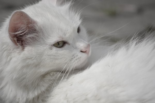 Сибирская кошка белая